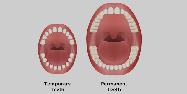 deciduous and Permanent Teeth