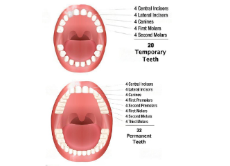 Temporary Vs. Permanent teeth