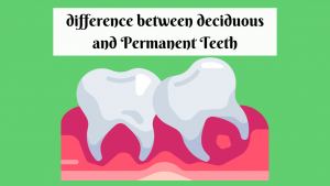 difference between deciduous and Permanent Teeth